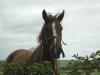 Horse in Boulteen_thumb.jpg 2.1K